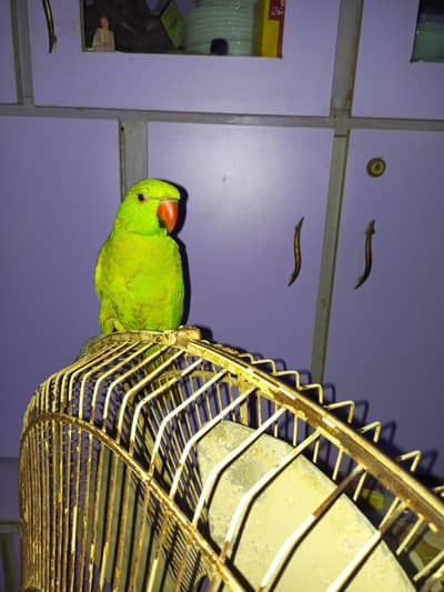 Ringneck parrot male healthy