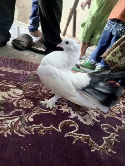 Lucky Kabootar Pair