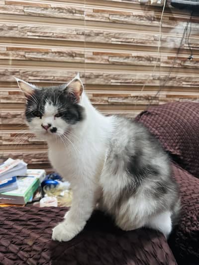 Persian cat for sale