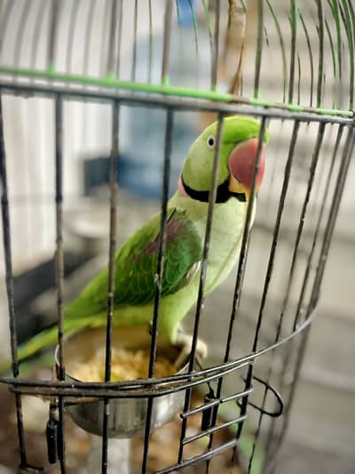 2 Years Male Parrot – Good Talker