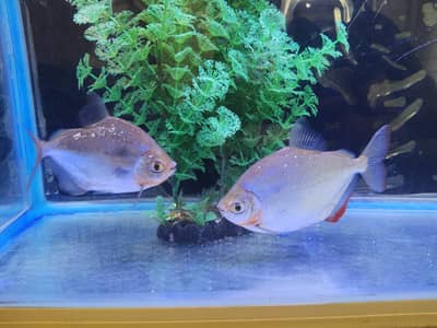 Silver dollar pair for sale