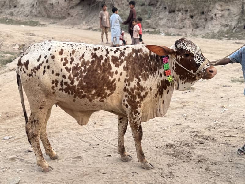 ویڑی فار  سیل 1