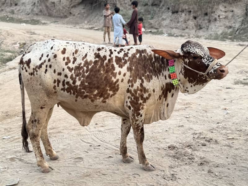 ویڑی فار  سیل 2