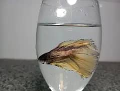 Betta males and imported Guppies