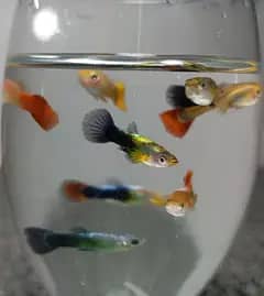 imported Guppies