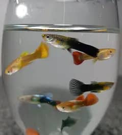 imported Guppies 1