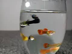 imported Guppies 2