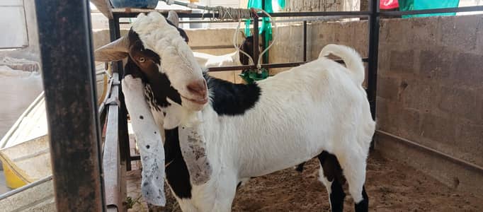 kamori bredar bakra