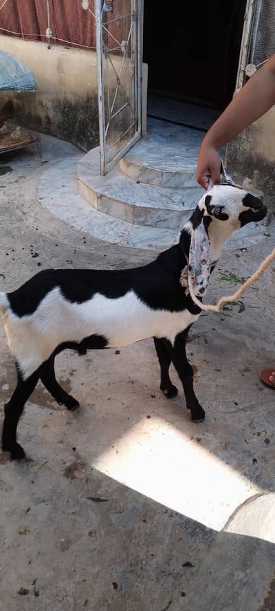 Sahewali nasal 6 month old male goat