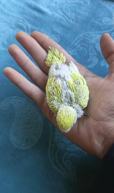 Beautiful Budgie's Chicks For Tame