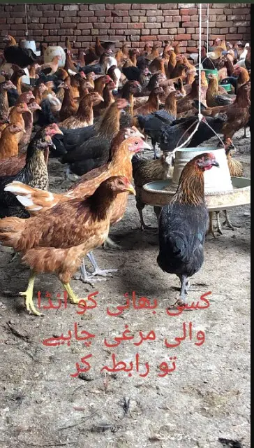 Golden Misri hens /desi hen  Egg Laying | stater hens / chicks — photo 5