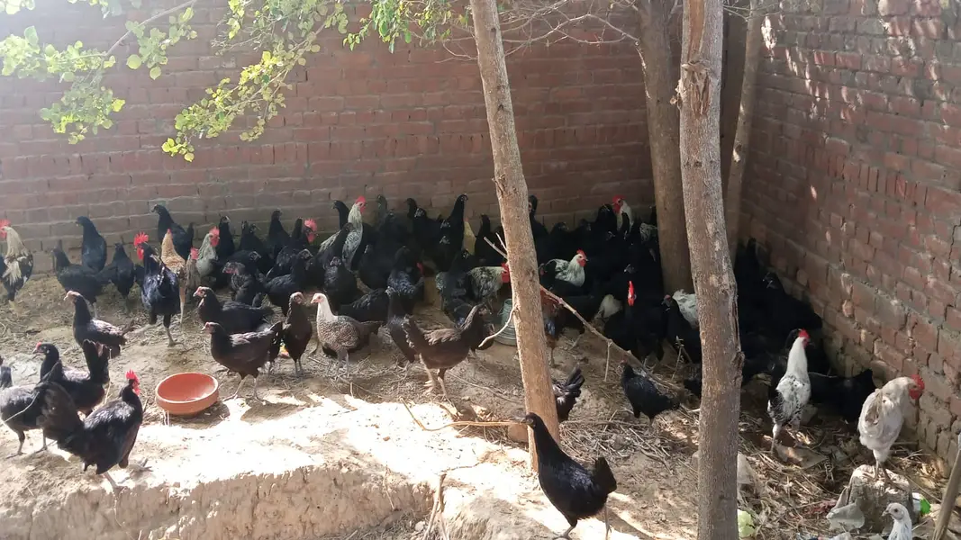 Golden Misri hens /desi hen  Egg Laying | stater hens / chicks — photo 3