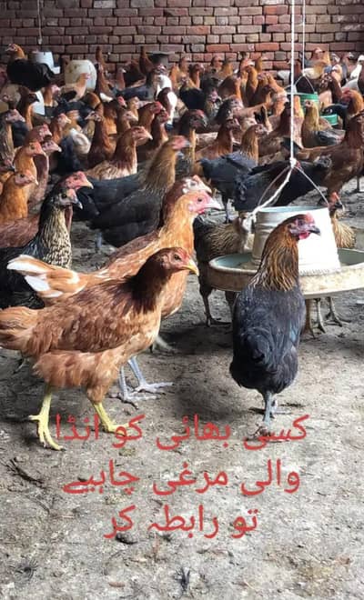 Golden Misri hens /desi hen  Egg Laying | stater hens / chicks