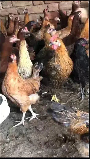 Golden Misri hens /desi hen  Egg Laying | stater hens / chicks — photo 4