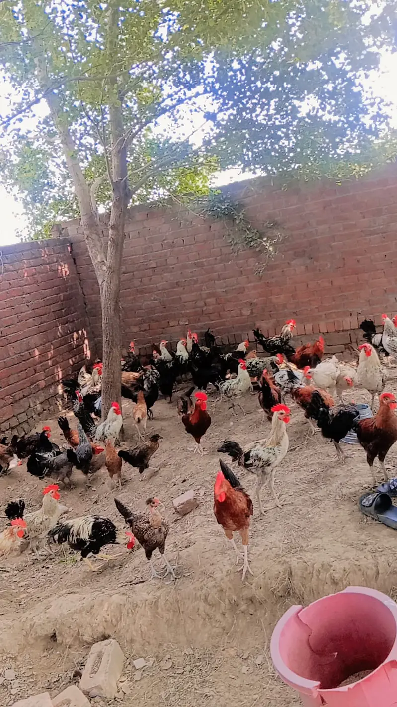 Golden Misri hens /desi hen  Egg Laying | stater hens / chicks — photo 6