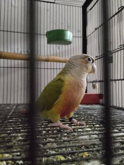 Conure bird