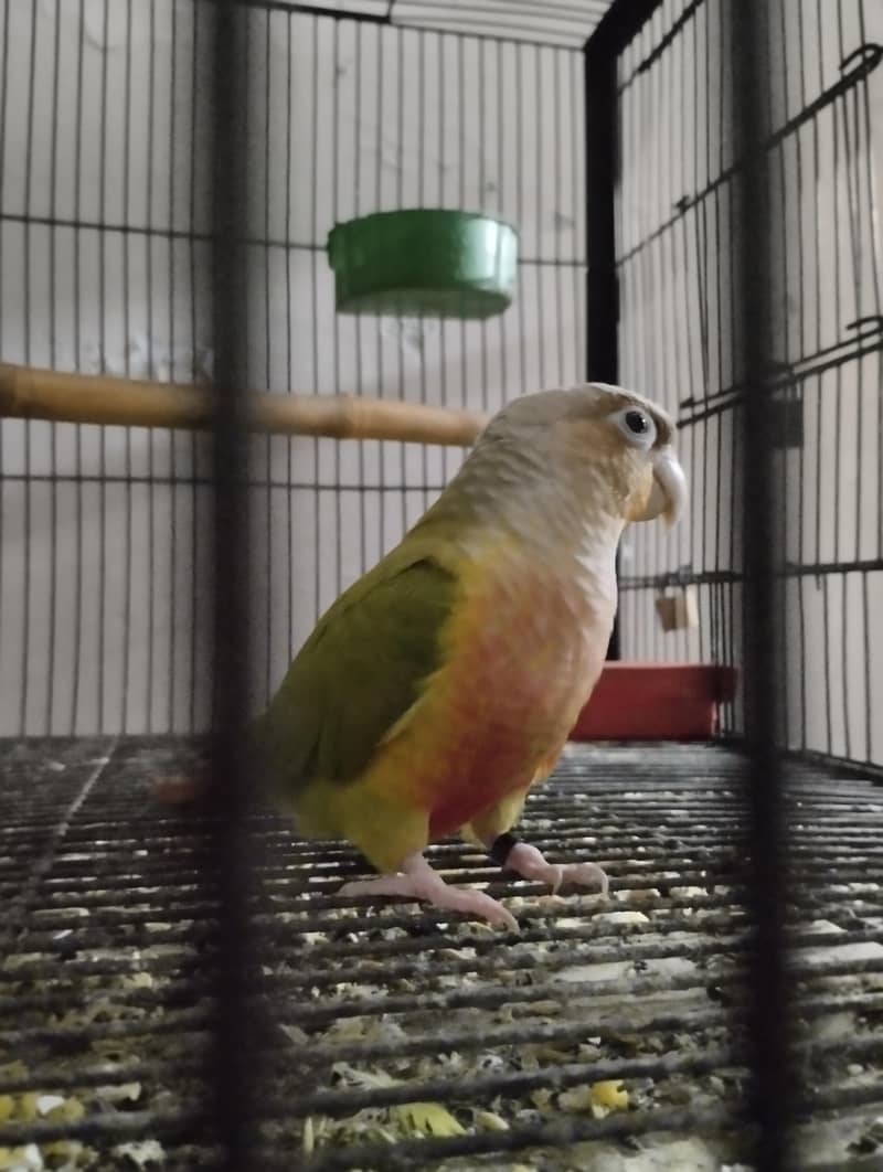 Conure bird 0