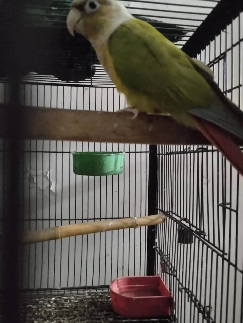 Conure bird 1