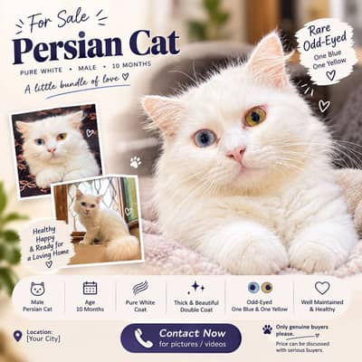 White Male Persian Cat — 10 Months Old | Rare Odd-Eyed