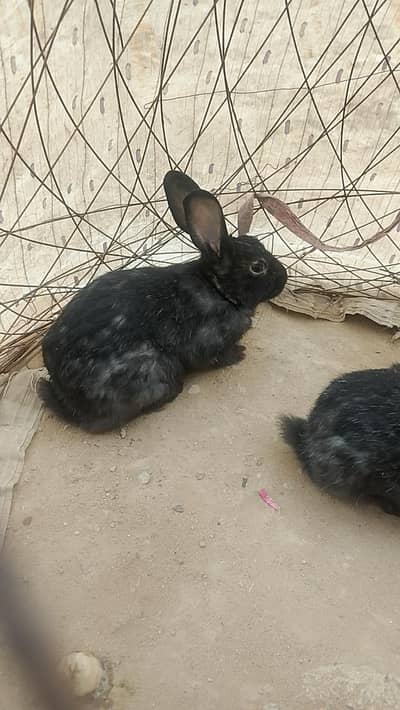 rabbit male