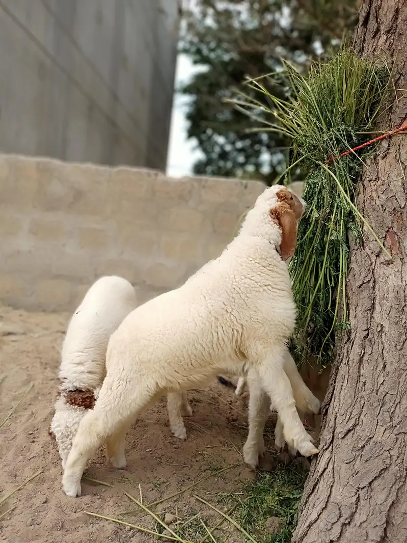 Sheeps for sale — photo 2