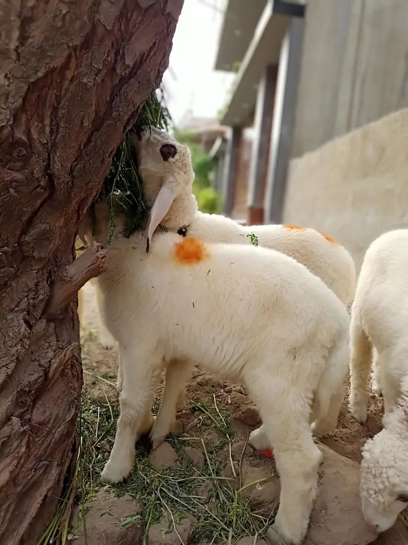 Sheeps for sale — photo 3