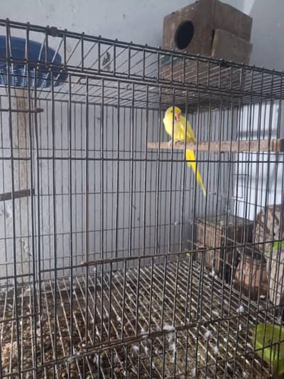 YELLOW RINGNeck parrot