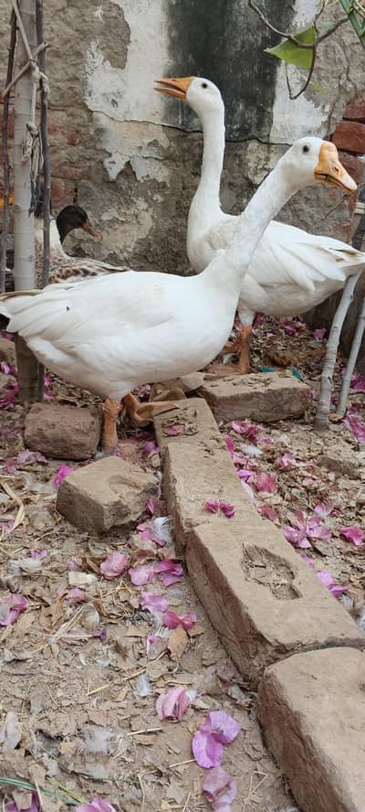 white Duck