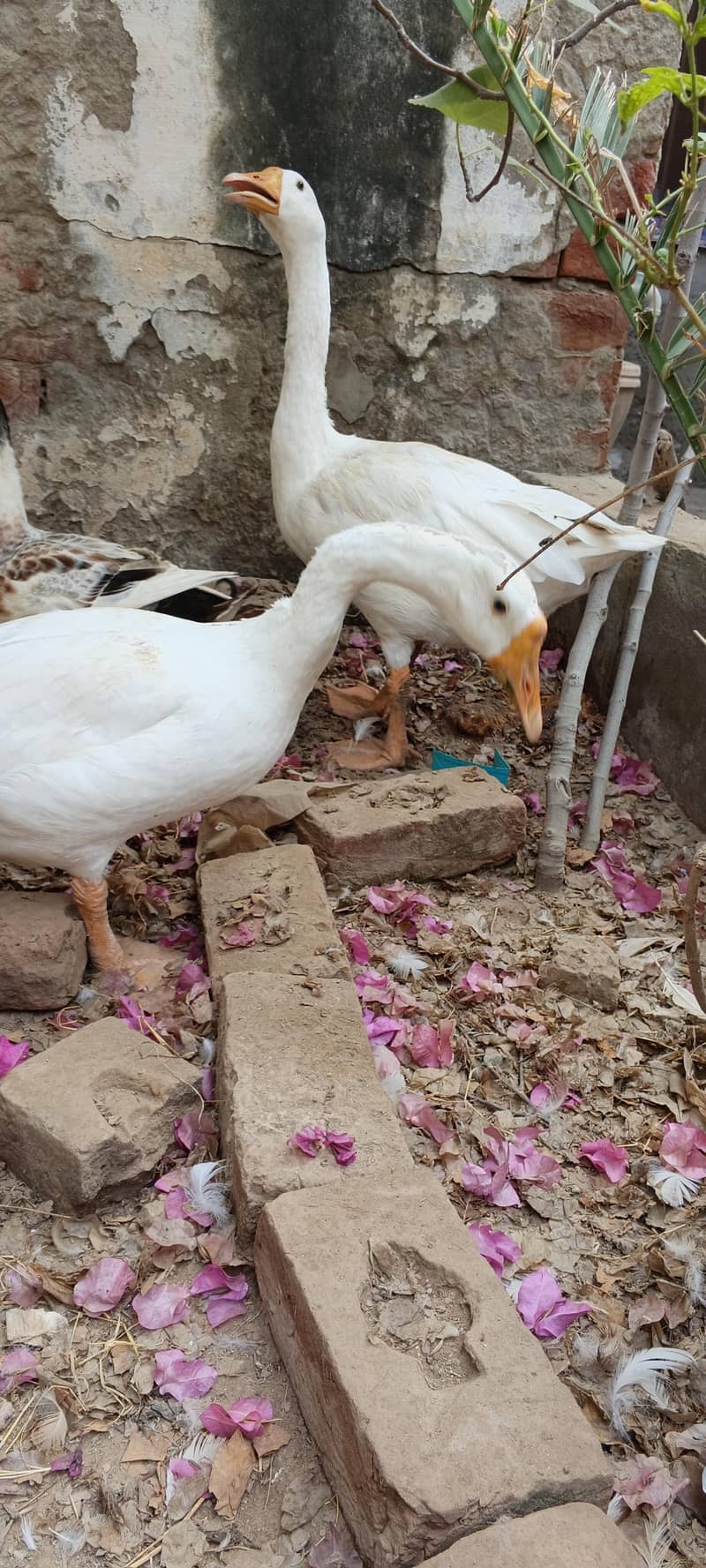 white Duck 1