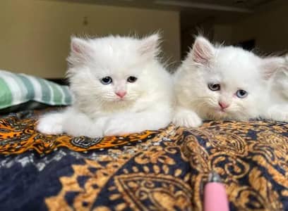 triple coated kitten and cat Available for sale