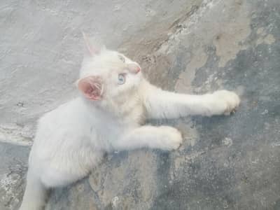 3 Months Old Persian Kitten | Beautiful Blue Eyes | Litter Trained