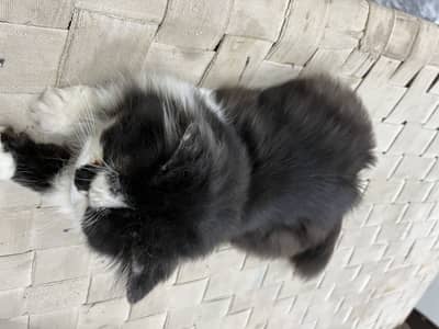 Triple coat hai