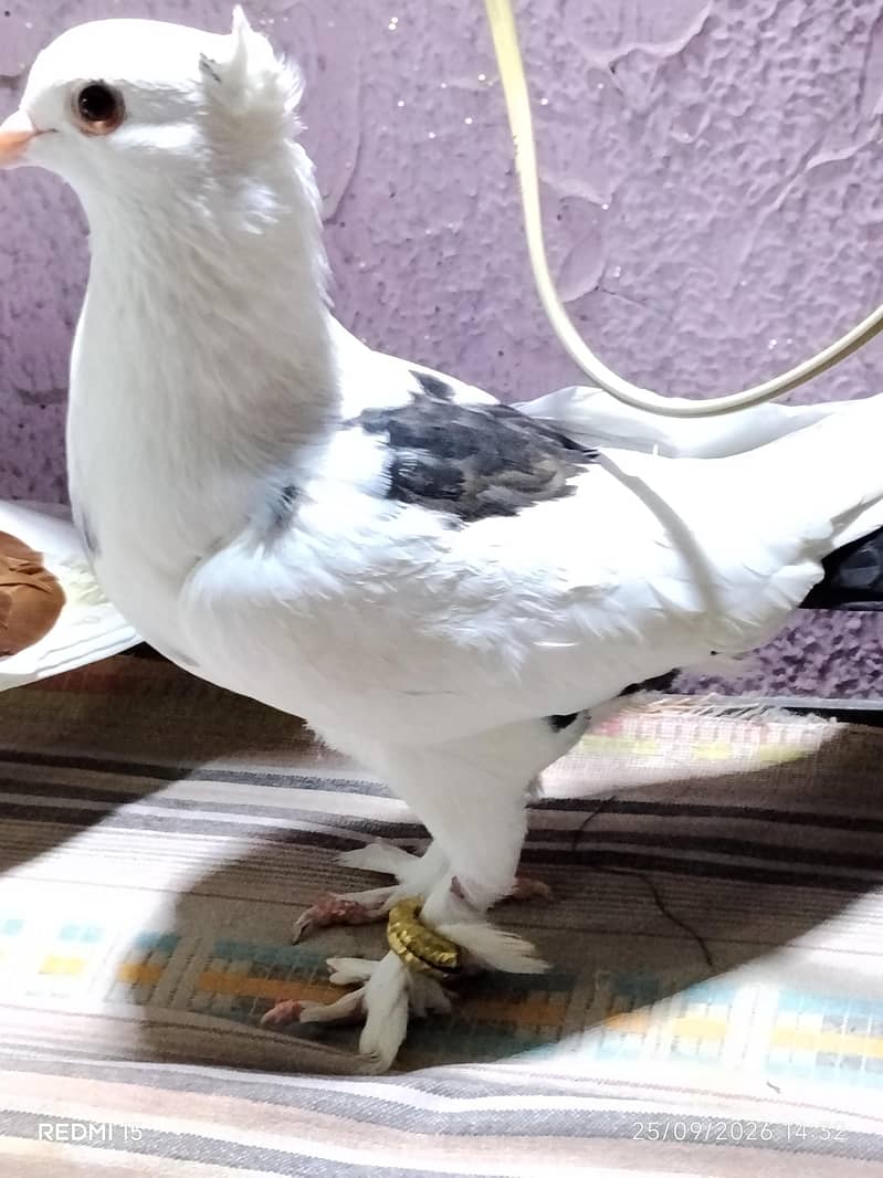 pigeons 1