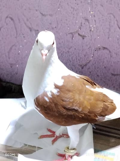 pigeons