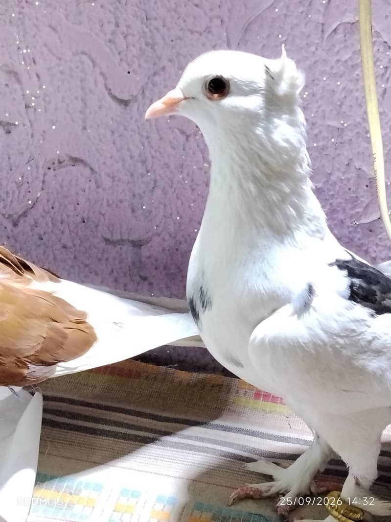 pigeons 2
