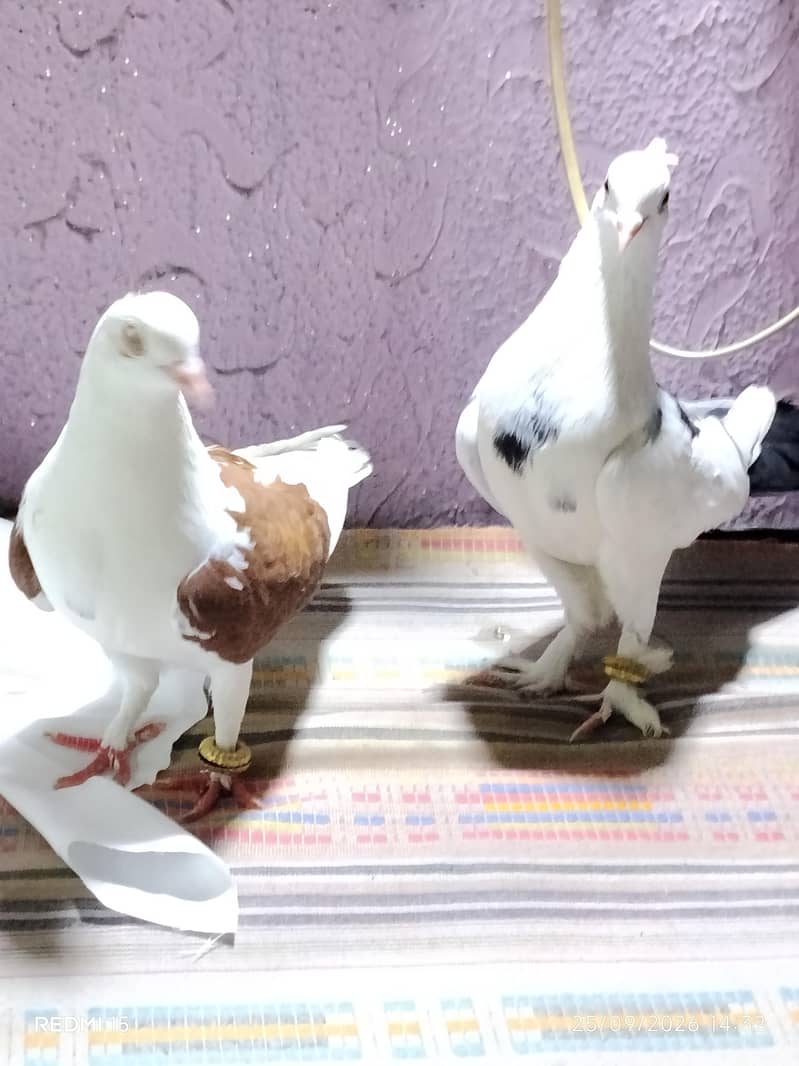 pigeons 3