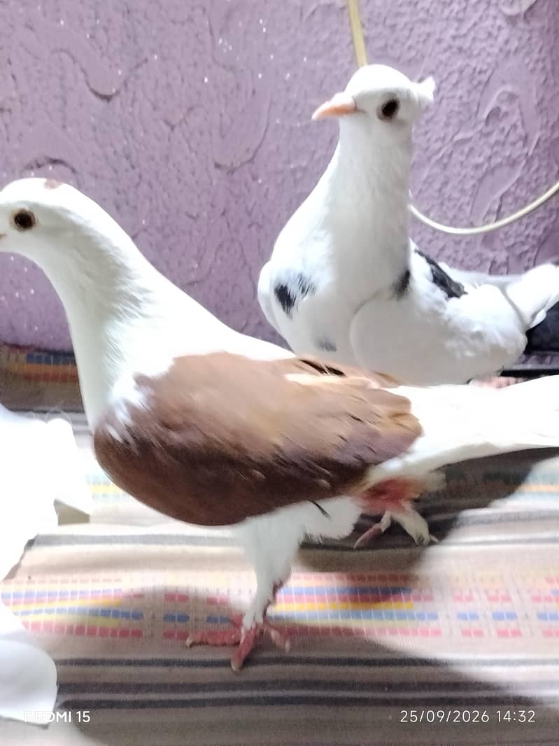 pigeons 4