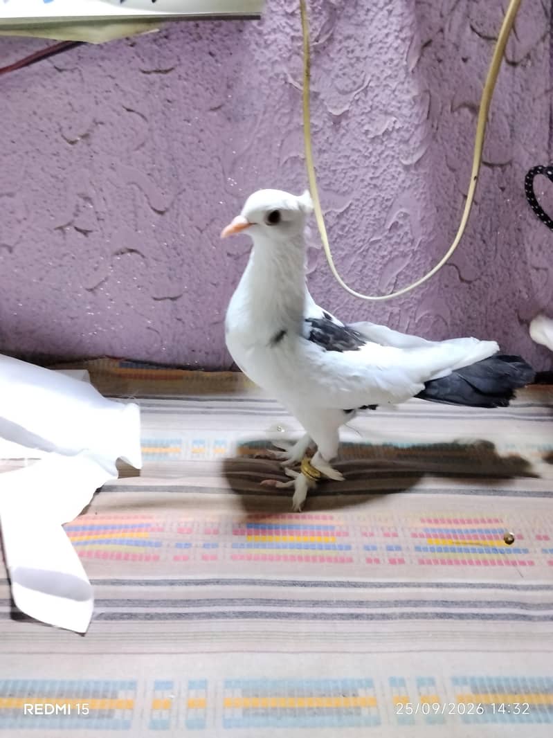 pigeons 5