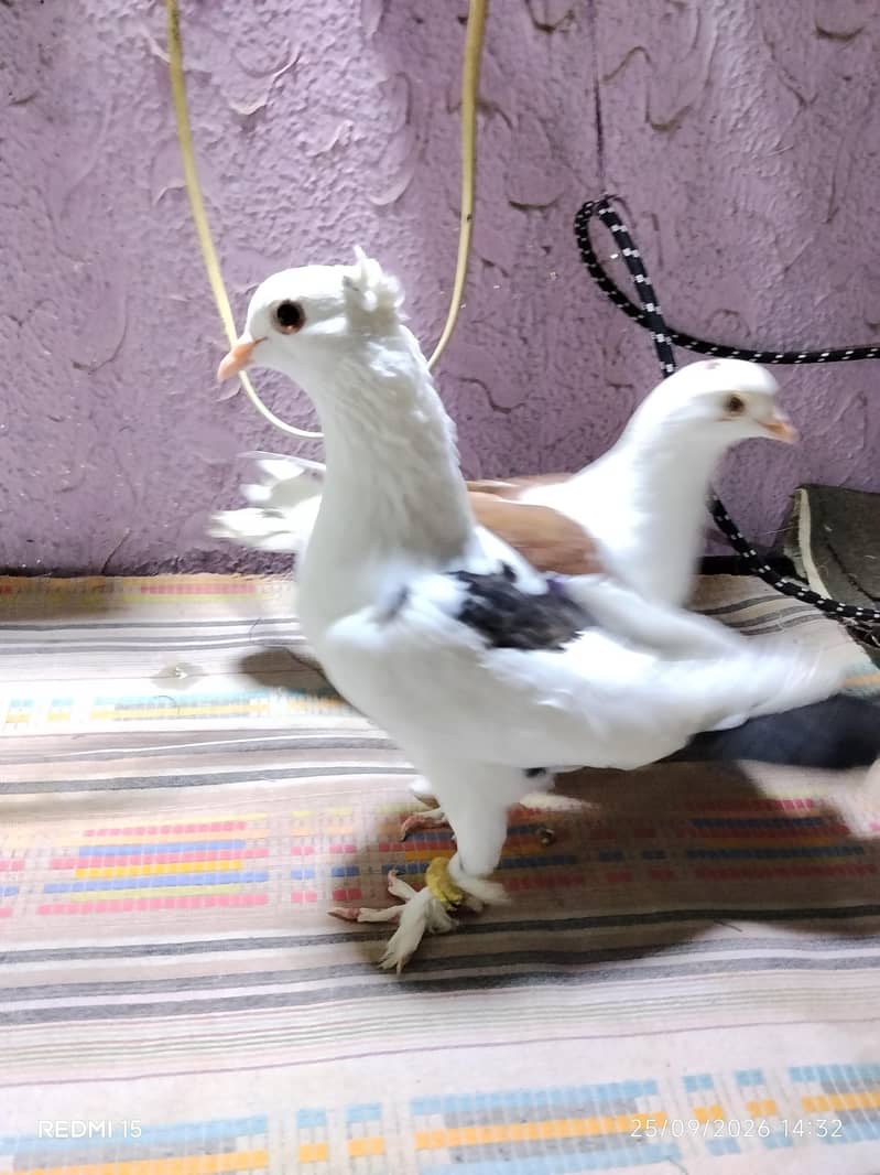 pigeons 6