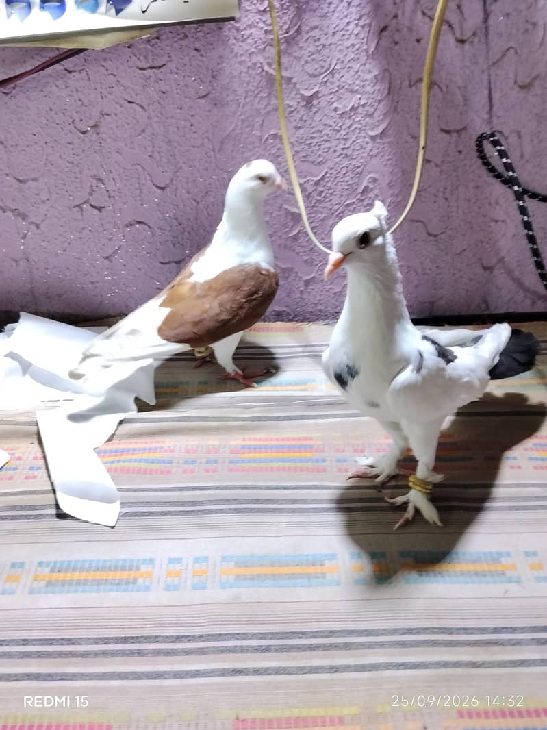 pigeons 7