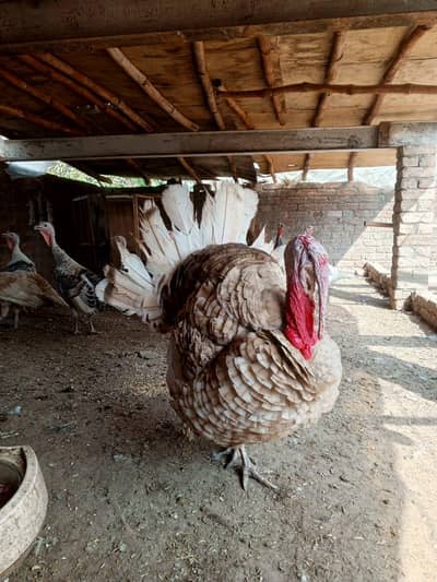 Golden turkey breeder male