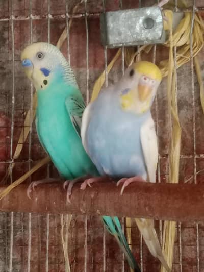 Australian Parrot healthy active pair Available budgie parrot
