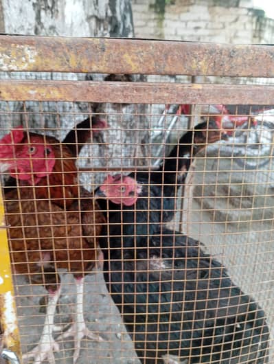 aseel hens or cock