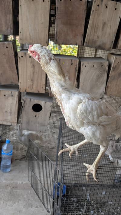 SHAMO TRIO AND PARROT BEAK FEMALE