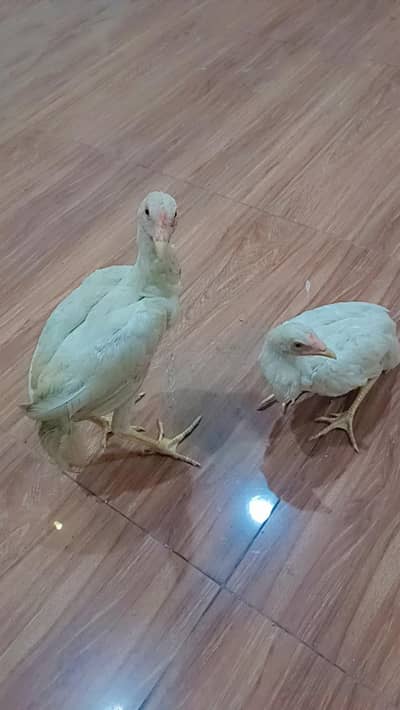 Pure Paper White Heera Aseel Patha Pathi Pair (5 Months)