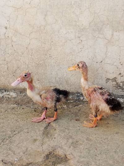 Duck pair For sale    Exchange possible