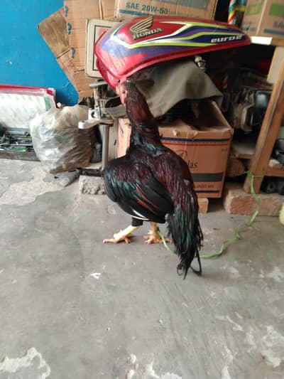 amroha Murga for sell