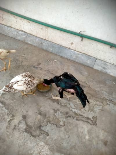 Aseell birds for sell home breed top Quality