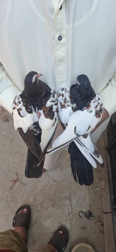 khal guldar breeder pair 03470202431