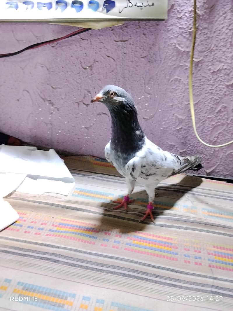 pigeons 8
